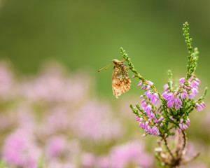 Little butterfly on the meadow