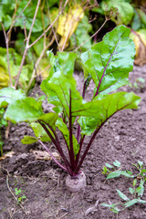 Beet grows in the garden in the summer