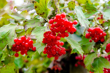 Red viburnum berries ripen on the branches