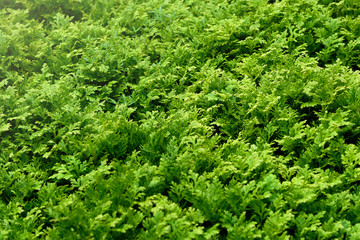 green fern cover floor ground texture