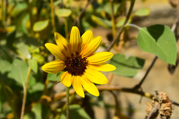 close up of sunflower outdoor, summer nature wallpaper