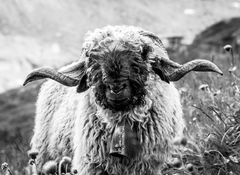 Valais blacknose sheep
