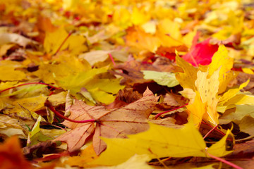 Naklejka na ściany i meble golden autumn foliage: fallen maple leaves close up, background, wallpaper