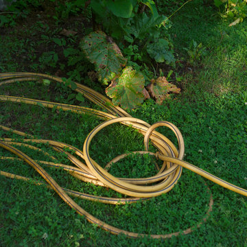 Garden hose abandoned on the ground