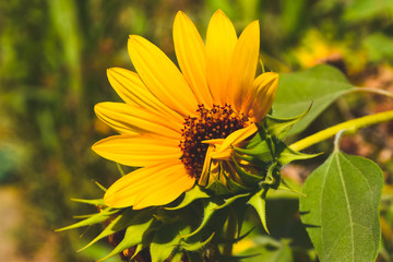 sunflower newborn half in garden. nature blossom close up flora outdoors