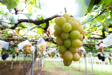 秋のブドウ園にはたくさんのブドウ