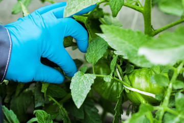 hands farmer or biologist in blue gloves, holding a tomato.
