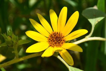 sunflower close up in garden, flora bloom seed nature wallpaper background