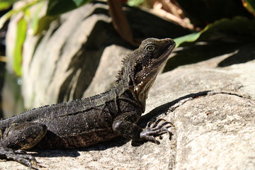 iguana on the rock