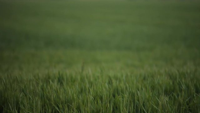 A daylight long shot of a never-ending rice crop plantation with its lustrous green leaves dancing slowly in the light gush of wind.