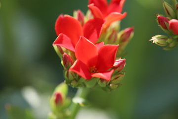 Fototapeta na wymiar カランコエの赤い花