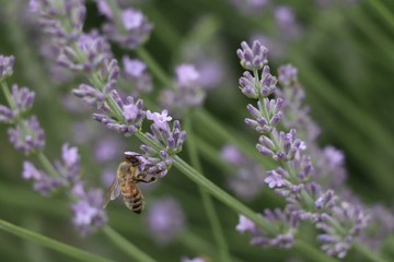 Bee eating 2