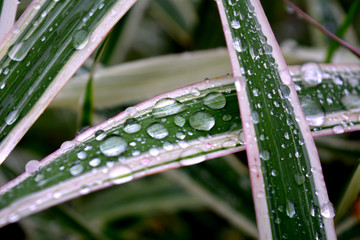 Drops of dew on a blade of grass. Beautiful natural background.