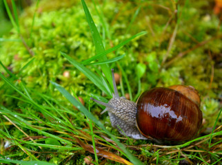 snail on wet moss, wildlife