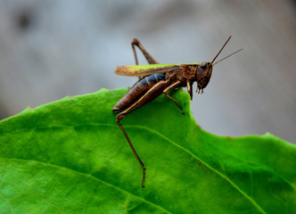 Grasshopper on a green leaf. Wildlife.