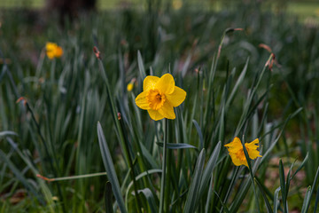 Obraz premium Daffodil