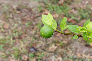 Green lime on tree ,Fresh lemon