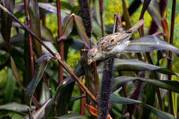 Small brown bird among the leaves