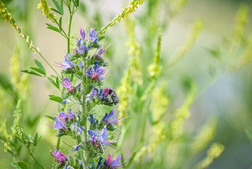 Mediterranean Spotted Chafer (Oxythyrea funesta) feeding nectar on a viper's bugloss (Echinum vulgare)