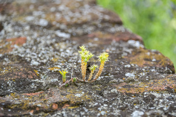 Saxifrage plant on lichen-covered stone wall
