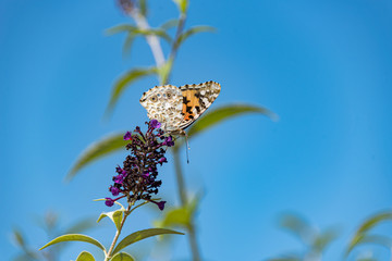 Painted lady butterfly (Vanesa cardui) feeding on buterfly bush  (Buddleja davidii)