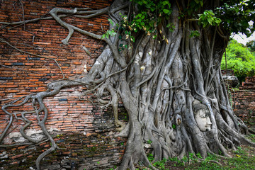Head of a stone Buddha statue entwined in the roots of a tree and ancient brick wall at Wat Mahathat, “the temple of the Great Relic” one of the most important temples in Ayutthaya province, Thailand.
