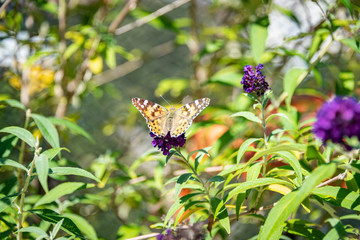 Painted lady butterfly (Vanesa cardui) feeding on buterfly bush  (Buddleja davidii)
