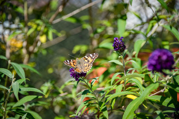 Fototapeta na wymiar Painted lady butterfly (Vanesa cardui) feeding on buterfly bush (Buddleja davidii)