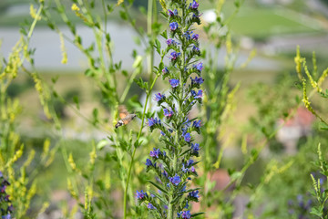 Humingbird hawkoth (Macroglossum stellatarum)  feeding nektar on a viper's buglos (Echinum vulgare) © Marktl Robert