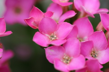 Fototapeta na wymiar カランコエのピンクの花