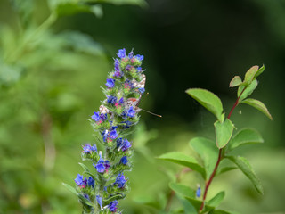 Vanesa cardui feeding on Echium vulgare