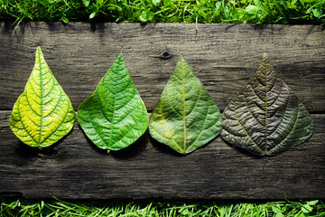 Beautiful bean leaves of different colors on a dark wooden background. Natural rural backdrop close-up, farmers season