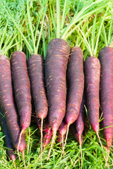 Freshly harvested dark purple carrots on the grass in the garden. Farmer season