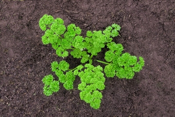 Lush curly parsley in the garden. Farmer season