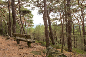 Fototapeta premium Old wooden bench stands under coniferous trees on a hill overlooking a valley