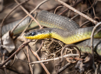 Tree Snake, Daintree River