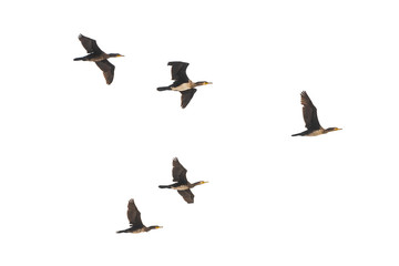 Flock of wild ducks in flight isolated on white background