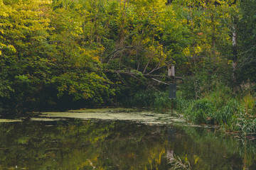 pond in the woods