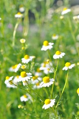 daisy flower in North of Thailand