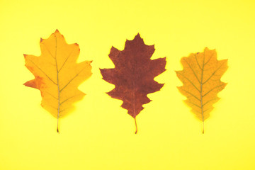 Three dry oak leaves on a yellow background