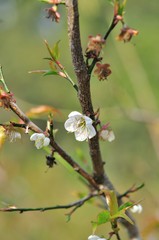sakura flower in North of Thailand