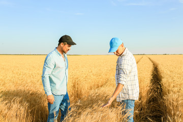 Naklejka na ściany i meble Male farmers working in wheat field
