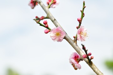 sakura flower in North of Thailand