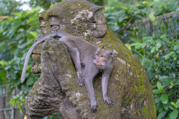 Portrait of a monkey sitting on a stone sculpture of a monkey at sacred monkey forest in Ubud, island Bali, Indonesia . Closeup