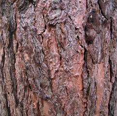 Bark of an old pine tree. Large deep brown texture.