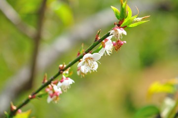 sakura flower in North of Thailand