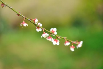 sakura flower in North of Thailand