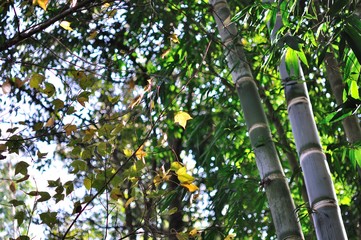 beautiful leaf in fresh weather