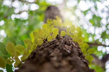 Leaves and vines on trees ,Photos of looking up shoot.