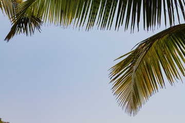 Bottom view leaves of coconut palm tree on blue sky background. Travel summer concept.
